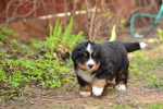 6 weeks 1