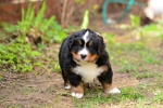 6 weeks 2