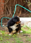 6 weeks 9