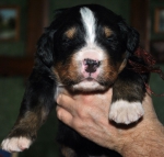 m brown 3 weeks