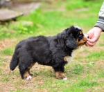 6 weeks