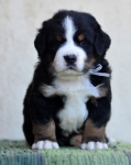 4 weeks