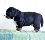 4 weeks 4