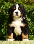 5 weeks