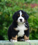 5 weeks 2