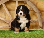 6 weeks