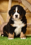 6 weeks 