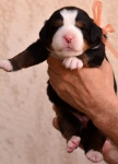 f orang 2 weeks