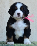 4 weeks