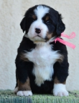 4 weeks 1