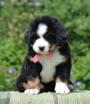 5 weeks 