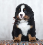 8 weeks 2