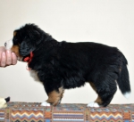 5 weeks