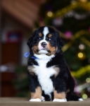 5 weeks