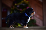 5 weeks 