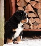 6 weeks 