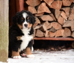 6 weeks 1
