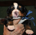 m blue 15 days