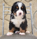 m white 5 weeks