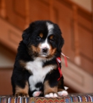 5 weeks 4