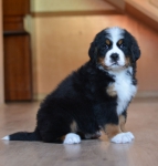 7 weeks