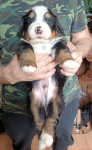 blue 4 weeks