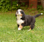 7 weeks