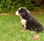 7 weeks 6
