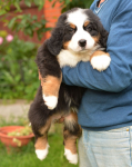 7 weeks 7