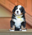 yellow 5 weeks 