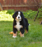 9 weeks 4