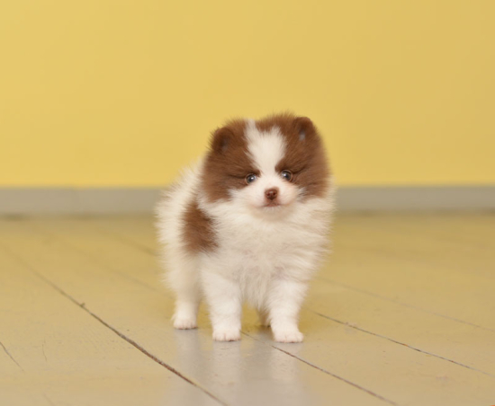 7 weeks