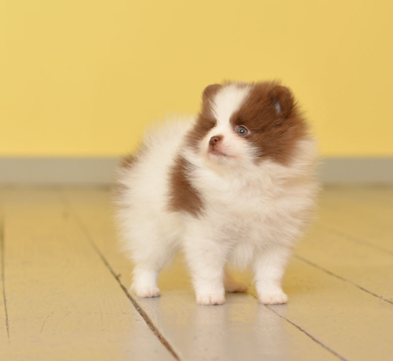 7 weeks 3