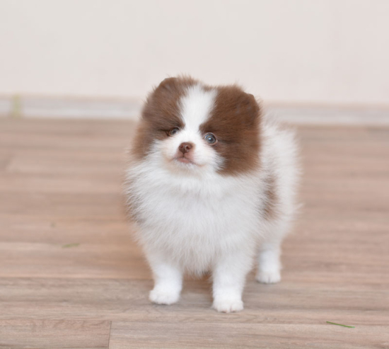 8 weeks 2