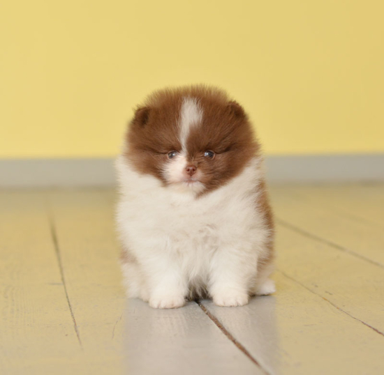 7 weeks