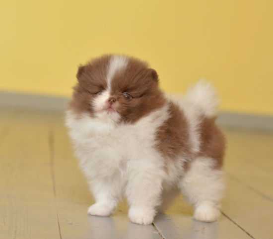 7 weeks 1