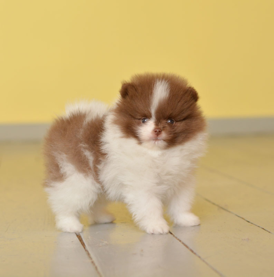 7 weeks 2