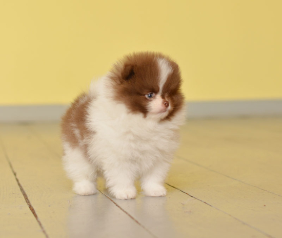 7 weeks 4