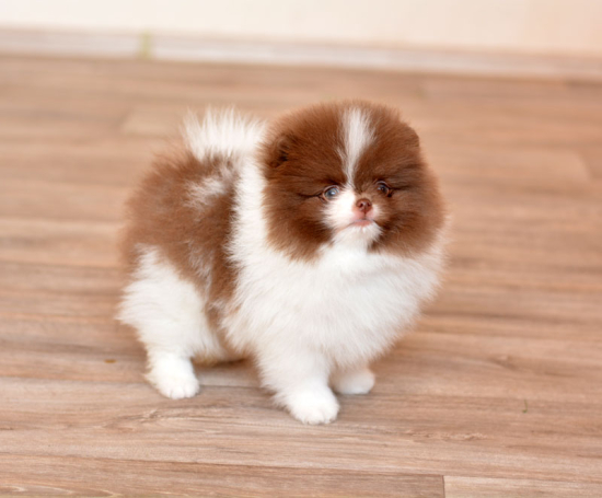 8 weeks 5