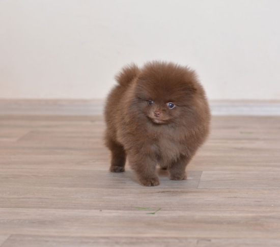 8 weeks 2