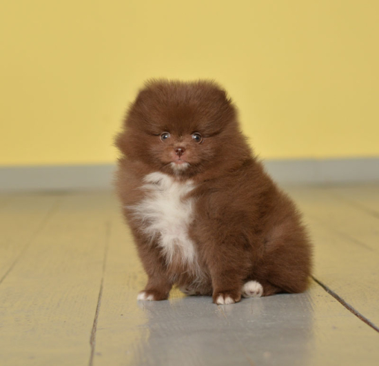 7 weeks
