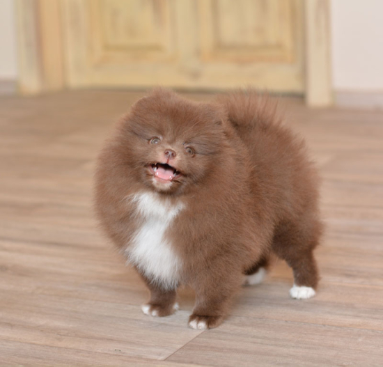 8 weeks 1