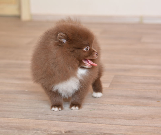 8 weeks 2