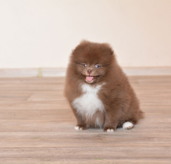 8 weeks 4