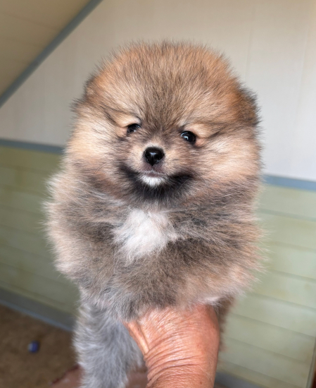 7 weeks 