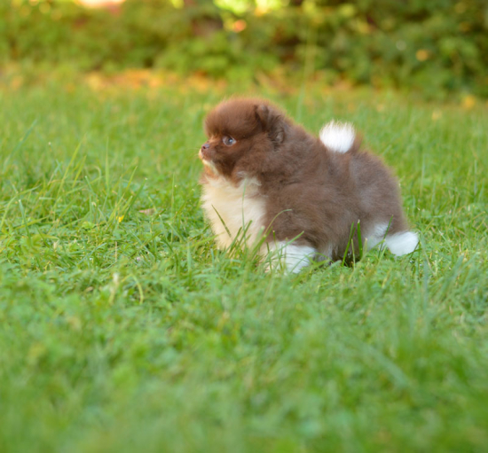 8 weeks 2