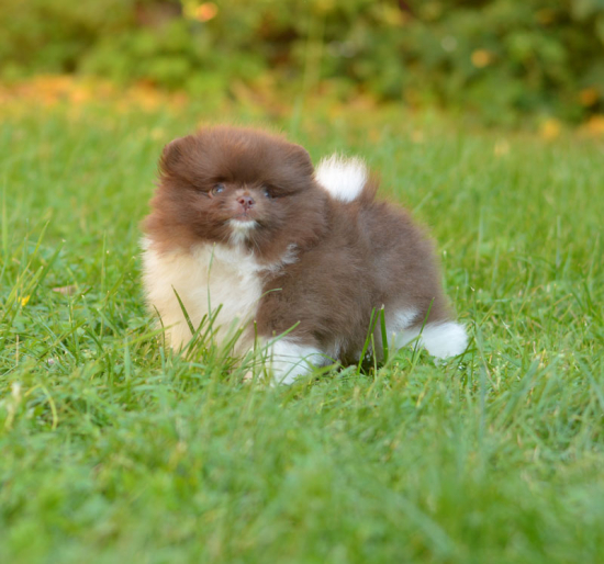 8 weeks 3