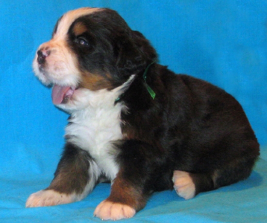 k green 3weeks 1