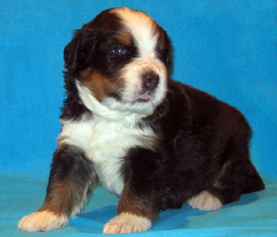 s orang 3weeks 3