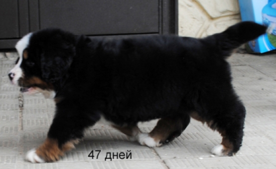 zabava 47dn 2